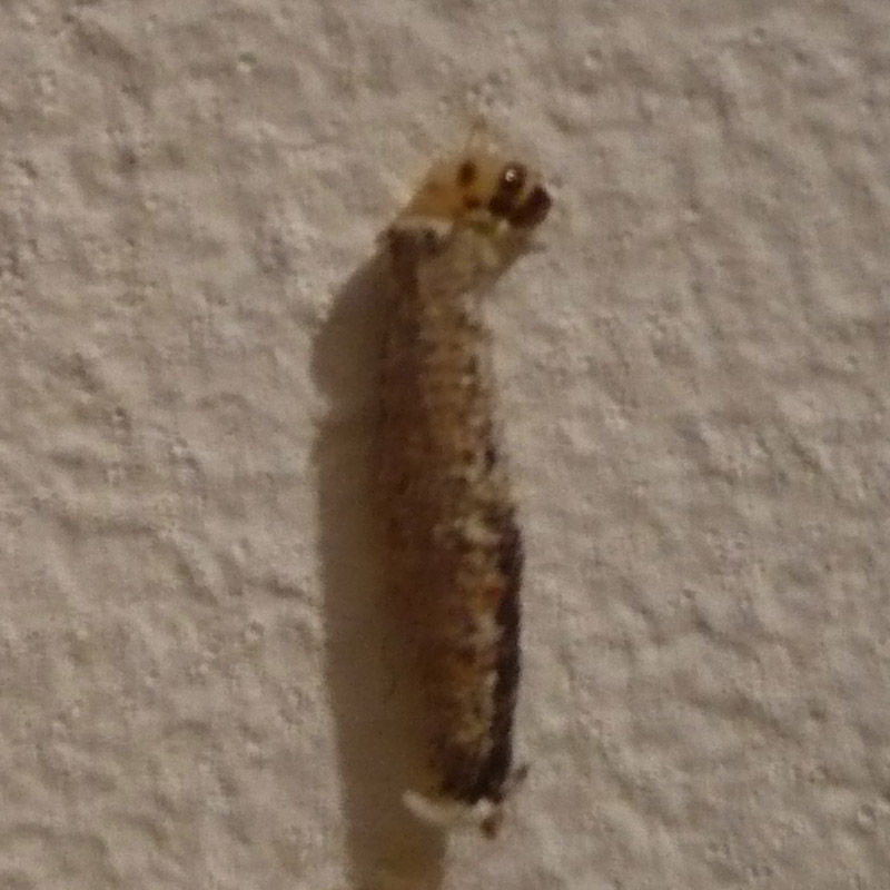 identificazione larva